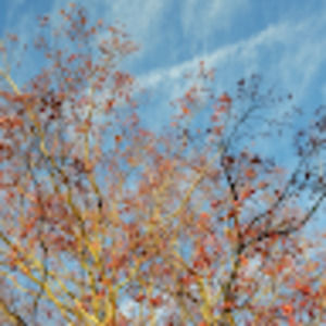 Meet your Posher, Dani